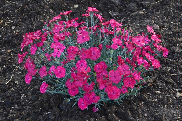 'Paint the Town Magenta' - Dianthus hybrid from Kings Garden Center