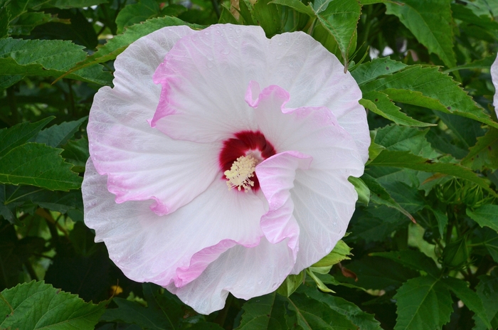 Summerific® - Hibiscus hybrid ''Ballet Slippers'' from Kings Garden Center