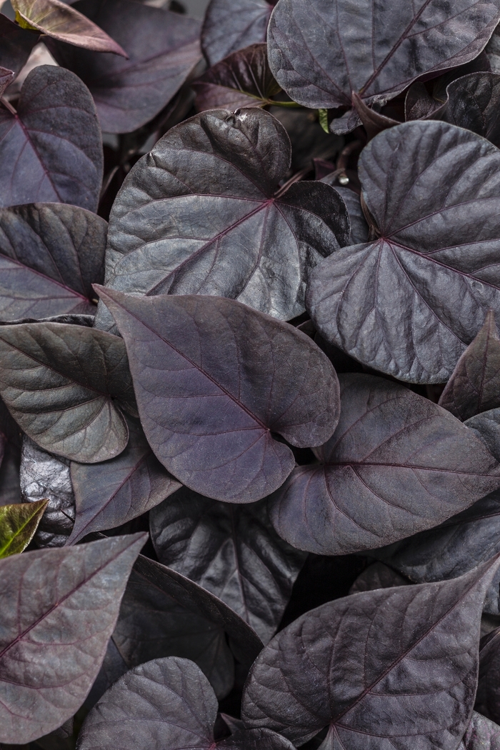 Sweet Potato Vine - Ipomoea batatas 'Sweetheart Jet Black™' from Kings Garden Center