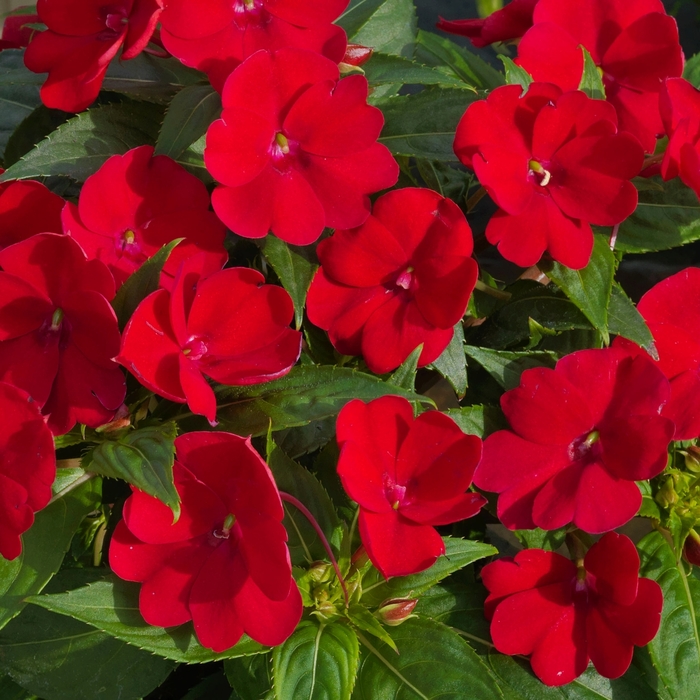 SunPatiens® Compact - Impatiens 'Fire Red' from Kings Garden Center