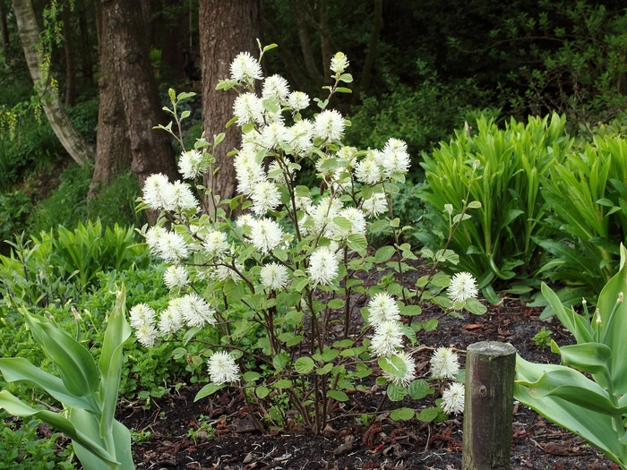 Mount Airy Fothergilla - Fothergilla gardenii 'Mount Airy' from Kings Garden Center