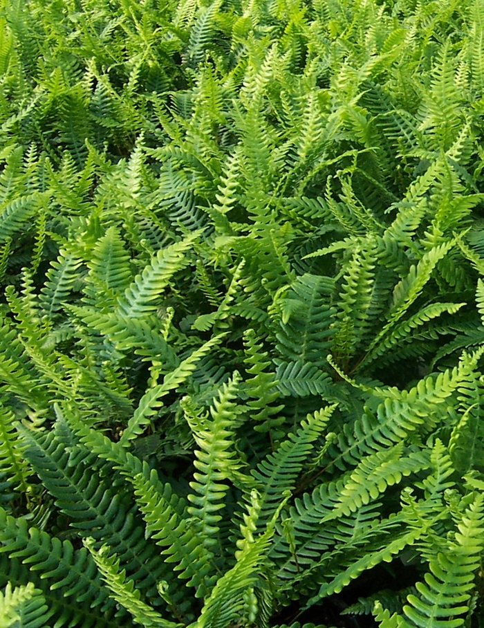 Deer Fern - Blechnum spicant from Kings Garden Center