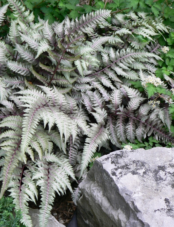 Japanese Painted Fern - Athyrium niponicum 'Pictum' from Kings Garden Center