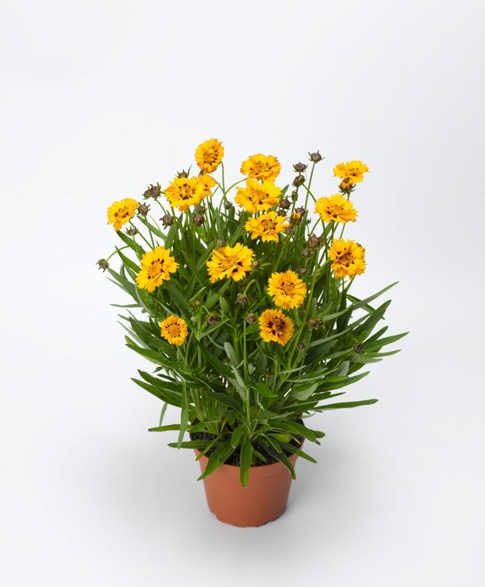 Andiamo™ Tickseed - Coreopsis grandiflora 'Yellow Red' from Kings Garden Center