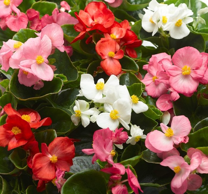 Wax begonia - Begonia semperflorens 'Topspin Mix' from Kings Garden Center