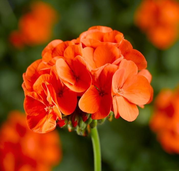 Geranium Zonal - Pelargonium x hortorum 'Pinto Premium Orange' from Kings Garden Center