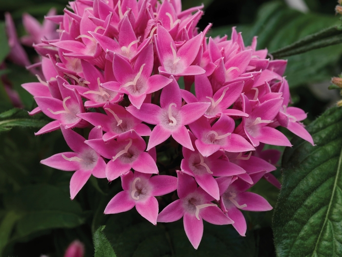 Lucky Star™ Pink Egyptian Starcluster, Pentas, Starflower - Pentas lanceolata from Kings Garden Center