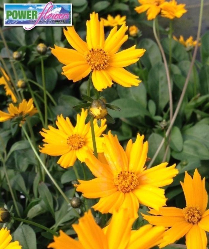 Mouse Ear Tickseed - Coreopsis auriculata 'Nana' from Kings Garden Center