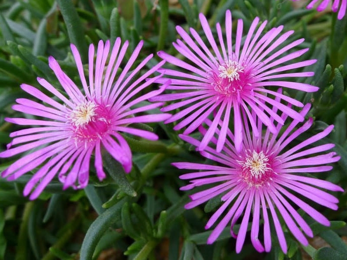 Trailing Ice Plant - Lampranthus spectabilis from Kings Garden Center