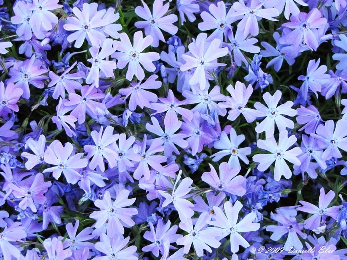 Emerald Blue Moss Phlox - Phlox subulata 'Emerald Blue' from Kings Garden Center