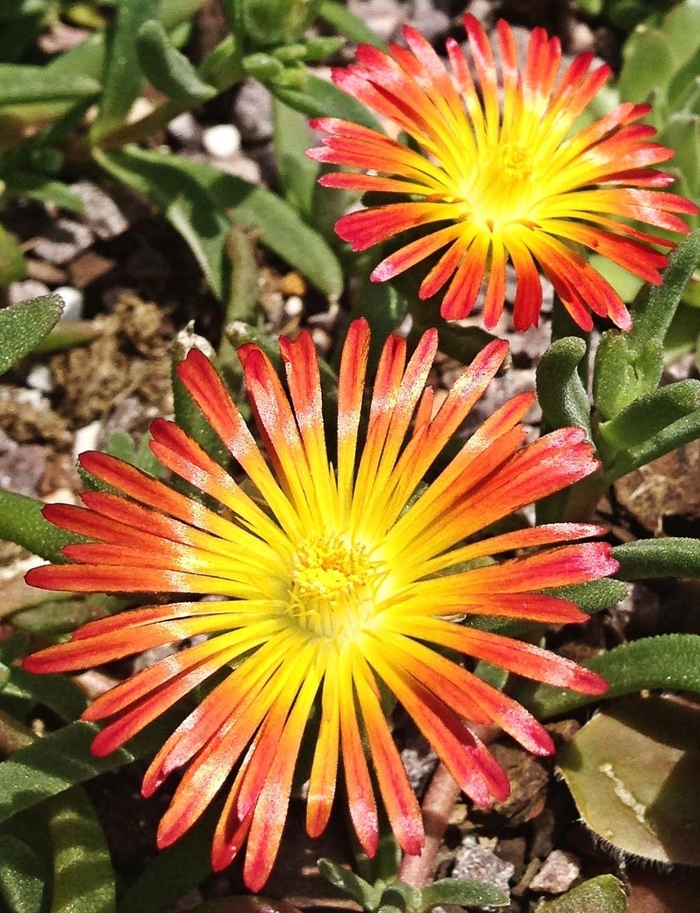 Fire Wonder Ice Plant - Delosperma nubigenum 'Wheels of Wonder Fire' from Kings Garden Center