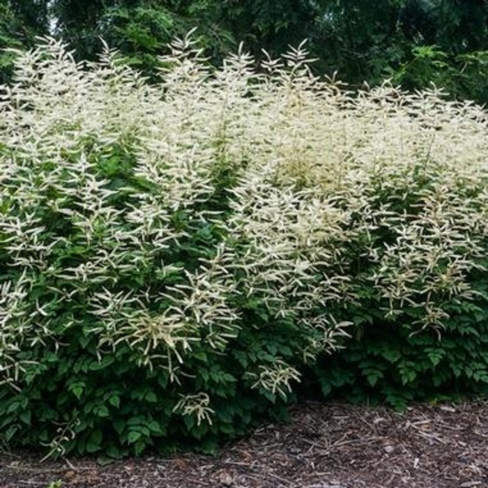 Goatsbeard - Aruncus 'Misty Lace' from Kings Garden Center