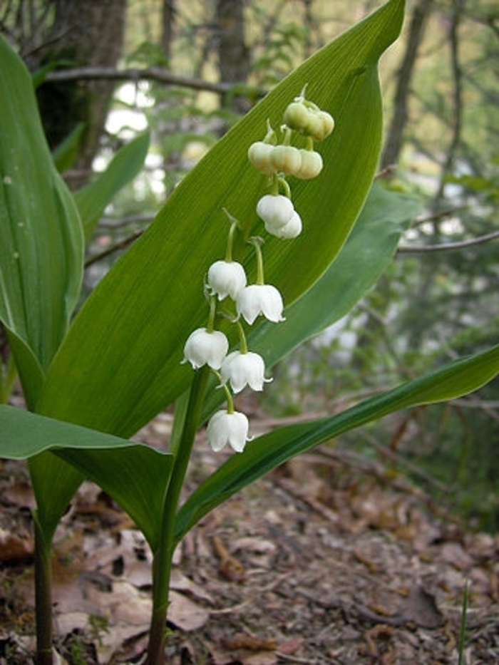 Lily of the Valley - Convallaria majalis from Kings Garden Center