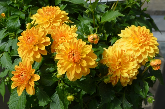 Hypnotica® Dahlia - Dahlia 'Gold' from Kings Garden Center