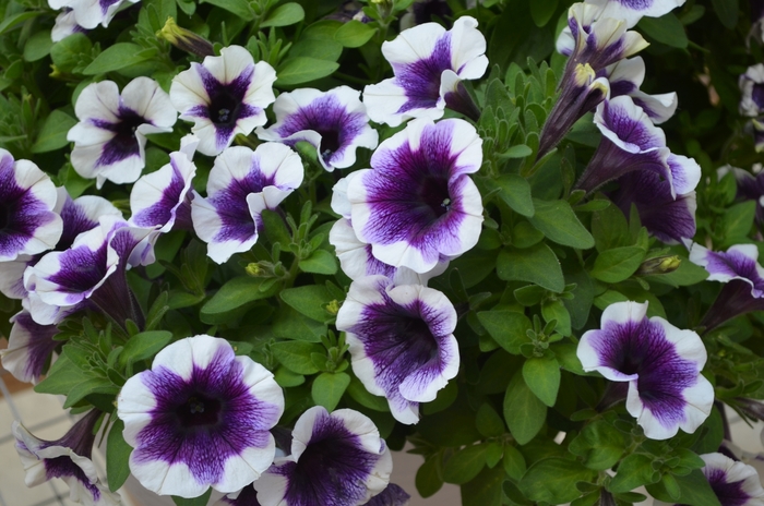 Petunia - Petunia Potunia 'Purple Halo' from Kings Garden Center