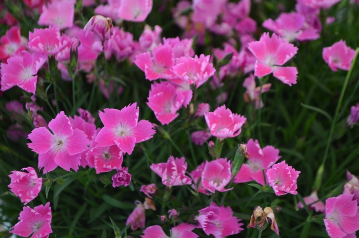 Pink Carnation - Dianthus Kahori Pink® from Kings Garden Center