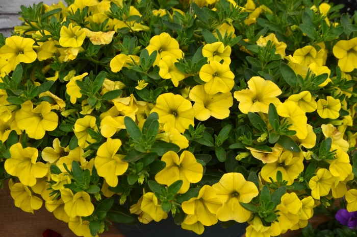 Superbells™ Unique Mini Petunia - Calibrachoa 'Golden Yellow' from Kings Garden Center