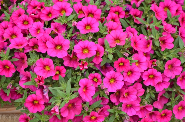 Superbells™ Unique Mini Petunia - Calibrachoa 'Dark Pink' from Kings Garden Center