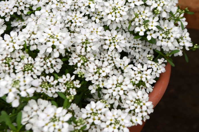 Candytuft - Iberis 'Summer Snow' from Kings Garden Center