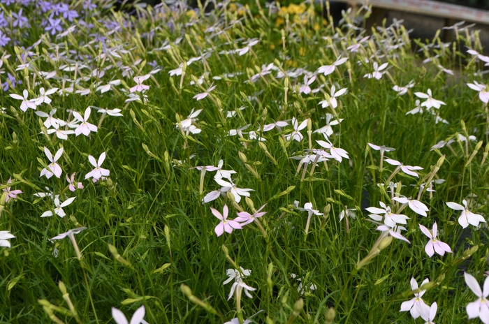 Star Flower - Laurentia 'Avant-garde White' from Kings Garden Center