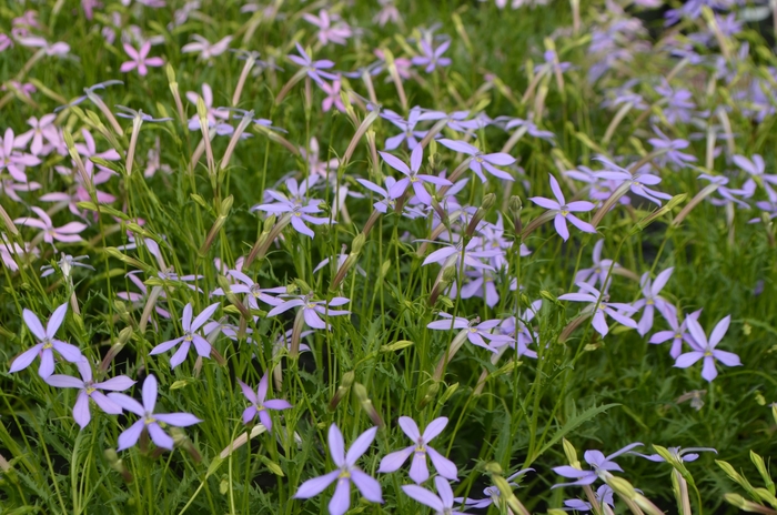 Laurentia - Laurentia 'Avant-garde Blue' from Kings Garden Center