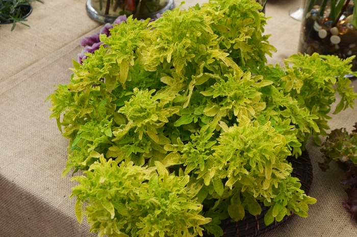 Under The Sea® Coleus - Coleus 'Yellowfin Tuna' from Kings Garden Center