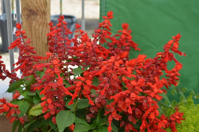 Vista Red Salvia, Scarlet Sage - Salvia splendens from Kings Garden Center