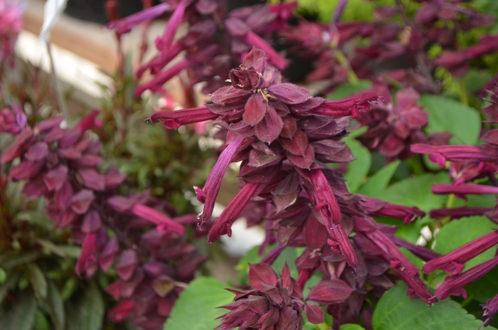Vista Purple Salvia, Scarlet Sage - Salvia splendens from Kings Garden Center