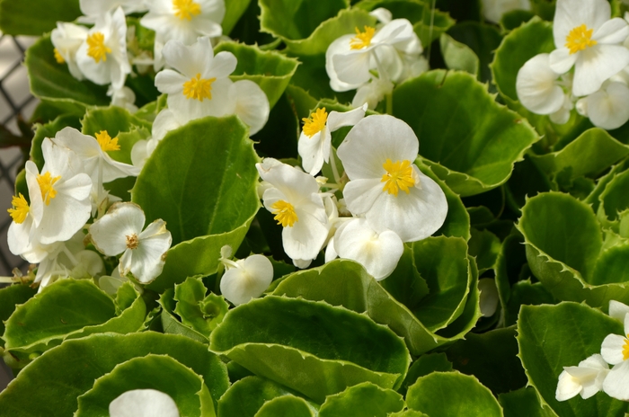 Super Olympia Wax Begonia - Begonia semperflorens 'White' from Kings Garden Center