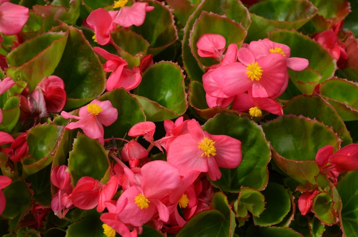 Super Olympia Wax Begonia - Begonia semperflorens 'Rose/Pink' from Kings Garden Center