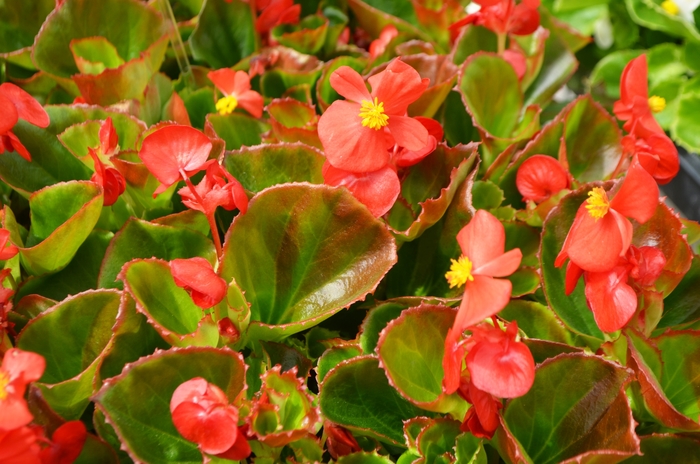 Super Olympia Wax Begonia - Begonia semperflorens 'Red' from Kings Garden Center