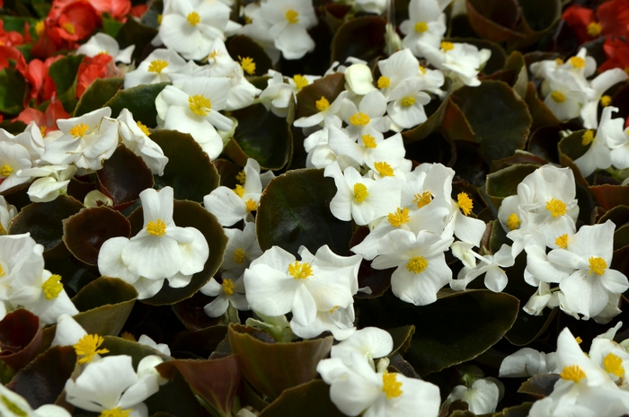 Super Olympia Green Leaf Begonia - Begonia semperflorens 'Varieties' from Kings Garden Center