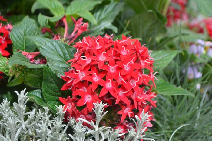 Graffiti® Star Flower - Pentas lanceolata 'Red Velvet' from Kings Garden Center