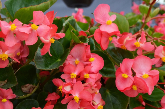 Big™ Begonia - Begonia x benariensis 'Rose Green Leaf' from Kings Garden Center