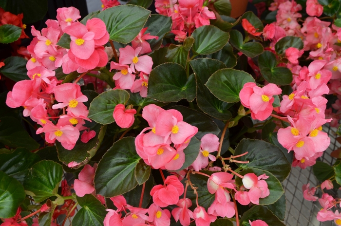 Begonia x benariensis ‘Rose Bronze Leaf’ | Big™ Begonia | Kings Garden