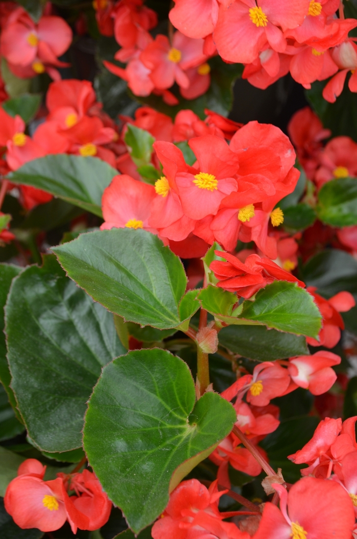 Big™ Begonia - Begonia x benariensis 'Red Green Leaf' from Kings Garden Center