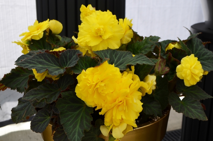 Nonstop® Tuberous Begonia - Begonia COPY x tuberhybrida 'Yellow' from Kings Garden Center