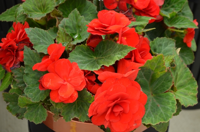 Nonstop® Tuberous Begonia - Begonia x tuberhybrida 'Red' from Kings Garden Center