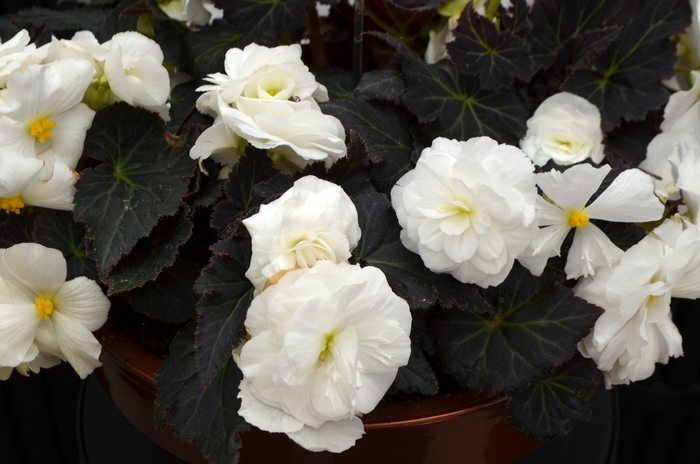 Nonstop® Tuberous Begonia - Begonia x tuberhybrida 'Mocca White' from Kings Garden Center