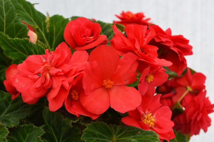 Nonstop® Tuberous Begonia - Begonia x tuberhybrida 'Deep Rose' from Kings Garden Center