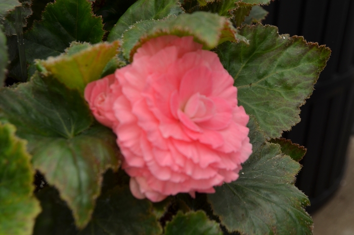 Non-Stop Begonia - Begonia 'Nonstop Pink' from Kings Garden Center