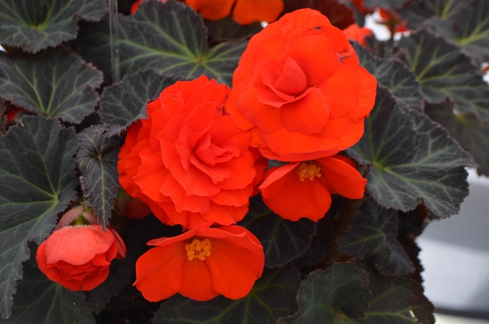 Non-Stop Begonia - Begonia 'Nonstop Mocca Orange' from Kings Garden Center