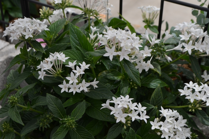 Lucky Star™ White Egyptian Starcluster, Pentas, Starflower - Pentas lanceolata from Kings Garden Center