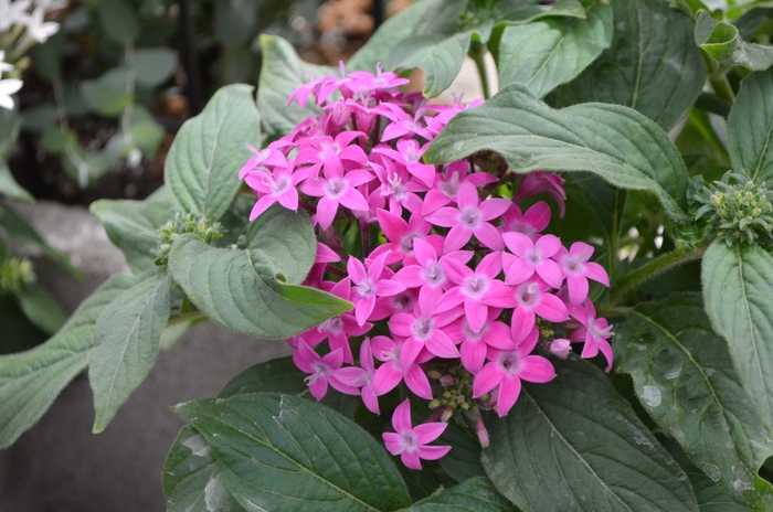 Lucky Star™ Violet Egyptian Starcluster, Pentas, Starflower - Pentas lanceolata from Kings Garden Center