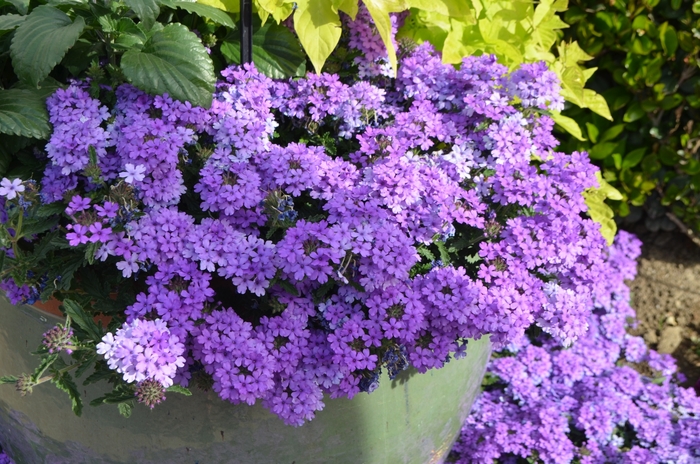 Verbena 'Blue' | EnduraScape™ Verbena | Kings Garden Center
