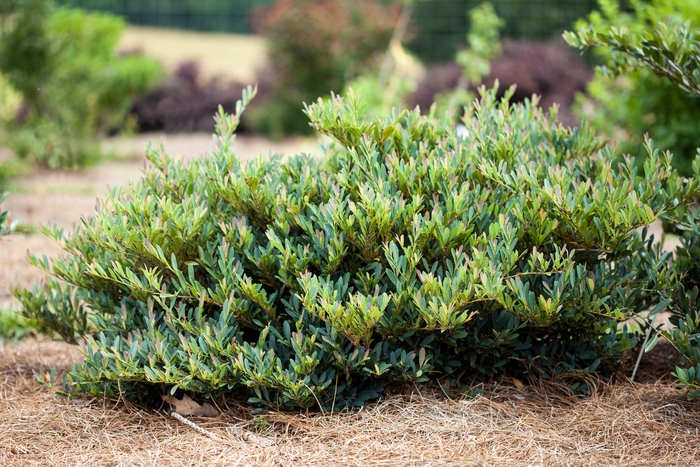 Cinnamon Girl™ Dystilium - Distylium PIIDIST-V from Kings Garden Center