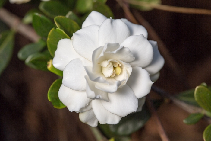 Double Mint Gardenia - Gardenia jasminoides Double Mint from Kings Garden Center