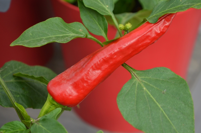 Banana Pepper - Capsicum annuum 'Hot Banana' from Kings Garden Center