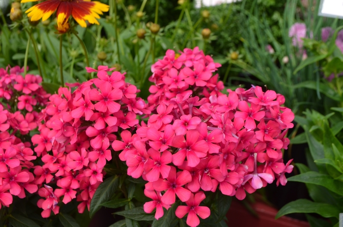 Garden Phlox - Phlox paniculata 'Flame™ Red' from Kings Garden Center