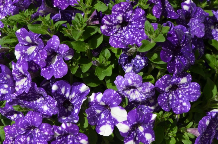 Headliner™ Petunia - Petunia 'Headliner™ Night Sky' from Kings Garden Center